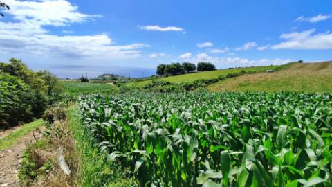 VENDA de AMPLO TERRENO - Santa Cruz, Lagoa (Açores), Ilha de São Miguel, Açores, Portugal