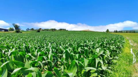 VENDA de AMPLO TERRENO - Santa Cruz, Lagoa (Açores), Ilha de São Miguel, Açores, Portugal