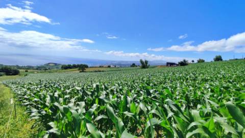 VENDA de AMPLO TERRENO - Santa Cruz, Lagoa (Açores), Ilha de São Miguel, Açores, Portugal