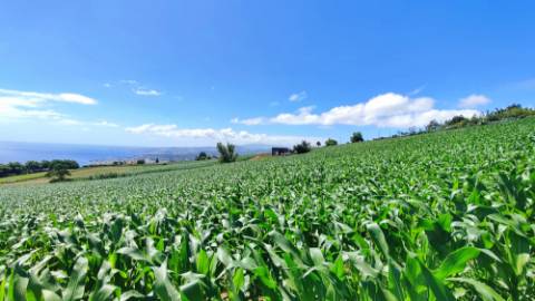 VENDA de AMPLO TERRENO - Santa Cruz, Lagoa (Açores), Ilha de São Miguel, Açores, Portugal