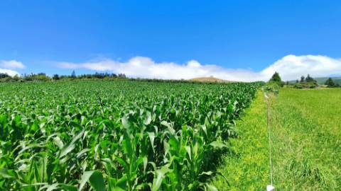 VENDA de AMPLO TERRENO - Santa Cruz, Lagoa (Açores), Ilha de São Miguel, Açores, Portugal