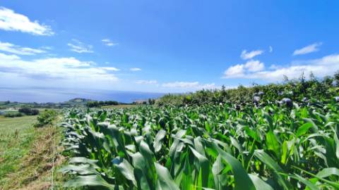 VENDA de AMPLO TERRENO - Santa Cruz, Lagoa (Açores), Ilha de São Miguel, Açores, Portugal