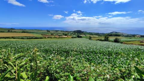 VENDA de AMPLO TERRENO - Santa Cruz, Lagoa (Açores), Ilha de São Miguel, Açores, Portugal