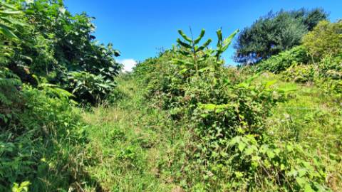 VENDA de AMPLO TERRENO - Santa Cruz, Lagoa (Açores), Ilha de São Miguel, Açores, Portugal