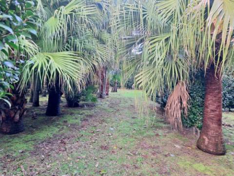 VENDA de AMPLA MORADIA ISOLADA com VASTO JARDIM e TERRENO - Horta, Ilha do Faial, Açores