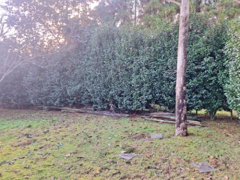 VENDA de AMPLA MORADIA ISOLADA com VASTO JARDIM e TERRENO - Horta, Ilha do Faial, Açores