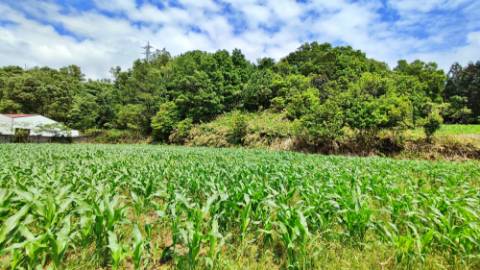 AMPLO TERRENO para projecto industrial junto ao Pico da Pedra, Ribeira Grande, Ilha de São Miguel, Açores
