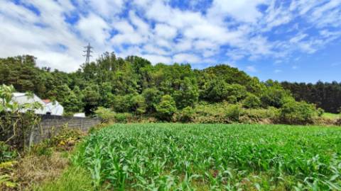 AMPLO TERRENO para projecto industrial junto ao Pico da Pedra, Ribeira Grande, Ilha de São Miguel, Açores