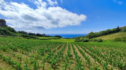 VENDA de TERRENO rústico com vista mar - Ribeira Funda, Fenais da Ajuda, Ribeira Grande, Ilha de São Miguel, Açores