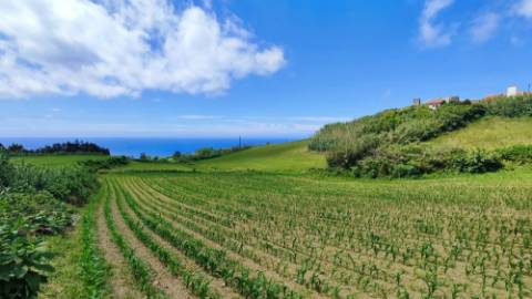 VENDA de TERRENO rústico com vista mar - Ribeira Funda, Fenais da Ajuda, Ribeira Grande, Ilha de São Miguel, Açores
