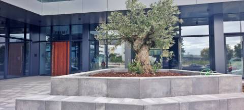 APARTAMENTO T2 NOVO para ARRENDAR - São Pedro, Ponta Delgada, Ilha de São Miguel, Açores