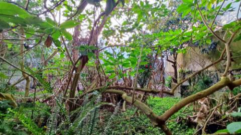 AMPLO EDIFÍCIO - MORADIA com QUINTAL no centro histórico Ponta Delgada, Ilha São Miguel, Açores