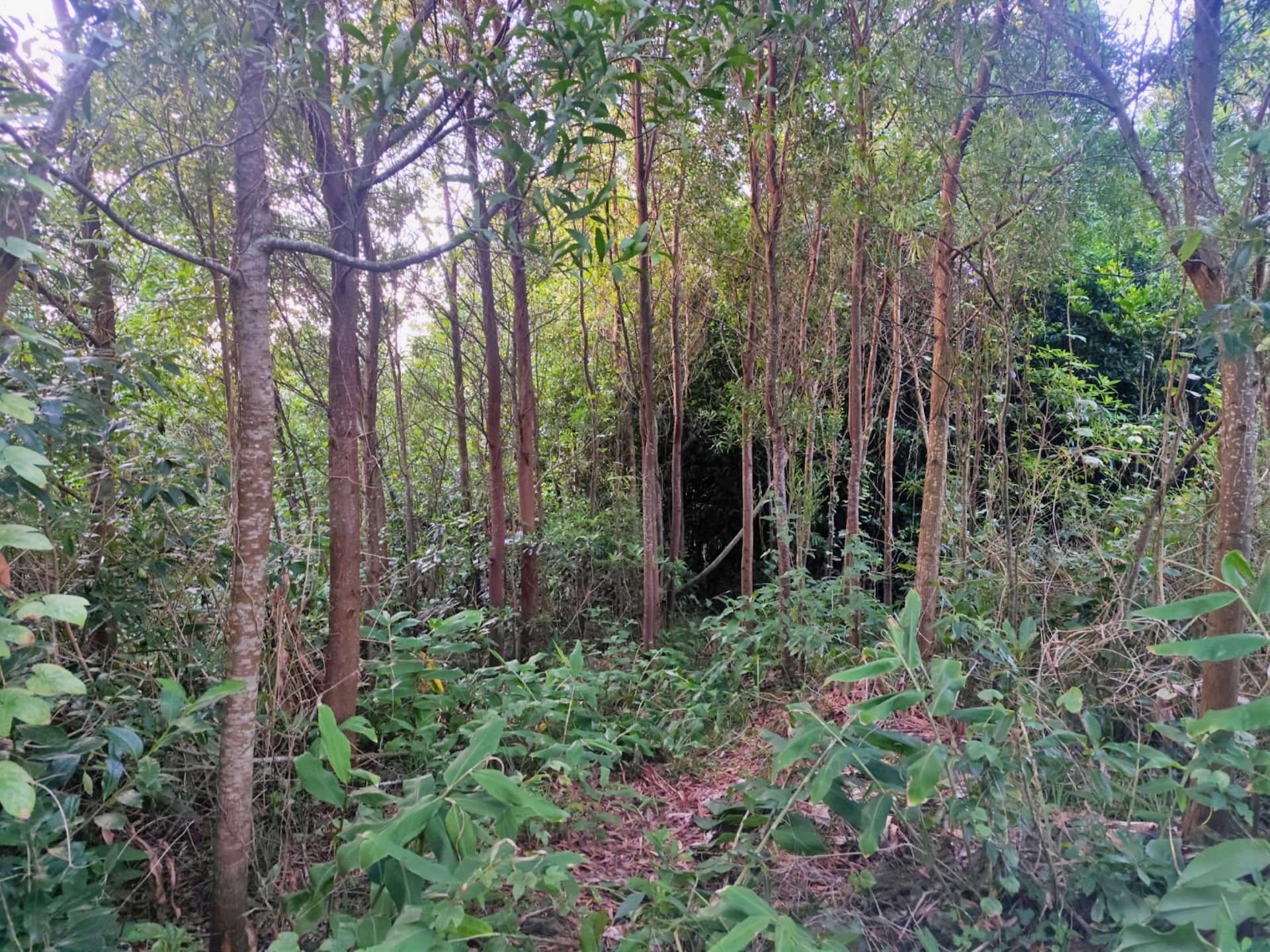 TERRENO para VENDA - São Vicente Ferreira, Ponta Delgada, Ilha de São Miguel, Açores