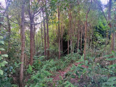 TERRENO para VENDA - São Vicente Ferreira, Ponta Delgada, Ilha de São Miguel, Açores