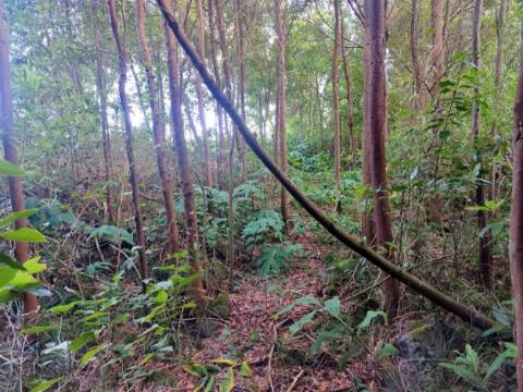 TERRENO para VENDA - São Vicente Ferreira, Ponta Delgada, Ilha de São Miguel, Açores