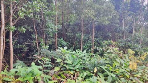 TERRENO para VENDA - São Vicente Ferreira, Ponta Delgada, Ilha de São Miguel, Açores