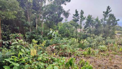 TERRENO para VENDA - São Vicente Ferreira, Ponta Delgada, Ilha de São Miguel, Açores
