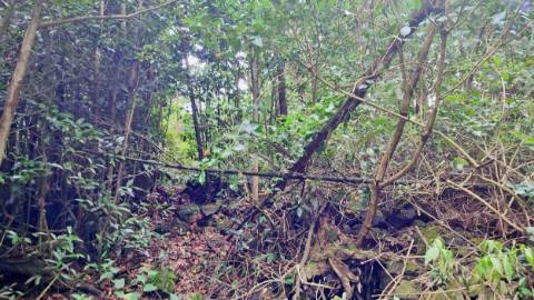 TERRENO para VENDA - São Vicente Ferreira, Ponta Delgada, Ilha de São Miguel, Açores