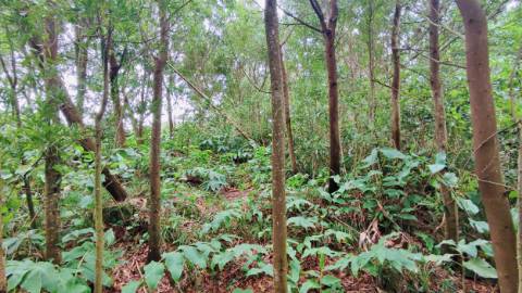 TERRENO para VENDA - São Vicente Ferreira, Ponta Delgada, Ilha de São Miguel, Açores