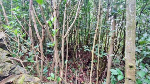 TERRENO para VENDA - São Vicente Ferreira, Ponta Delgada, Ilha de São Miguel, Açores