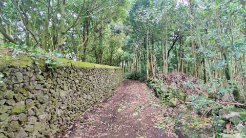 TERRENO para VENDA - São Vicente Ferreira, Ponta Delgada, Ilha de São Miguel, Açores