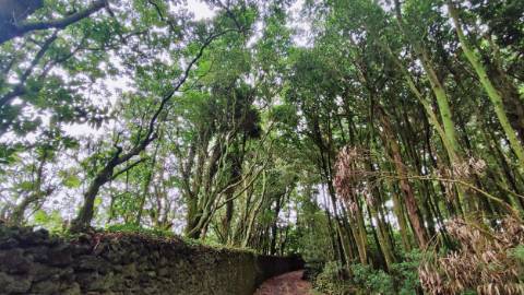 TERRENO para VENDA - São Vicente Ferreira, Ponta Delgada, Ilha de São Miguel, Açores