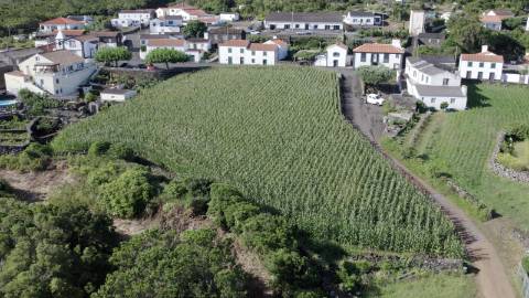 VENDE-SE QUINTA EM SÃO ROQUE DO PICO