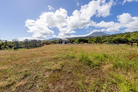 VENDE-SE QUINTA EM SÃO ROQUE DO PICO