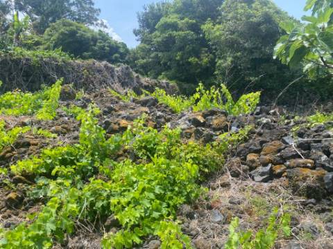 VENDE-SE ADEGA INSERIDA NUMA PEQUENA VINHA EM SANTO ANTÓNIO, SÃO ROQUE DO PICO