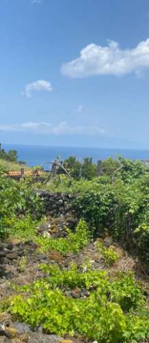 VENDE-SE ADEGA INSERIDA NUMA PEQUENA VINHA EM SANTO ANTÓNIO, SÃO ROQUE DO PICO