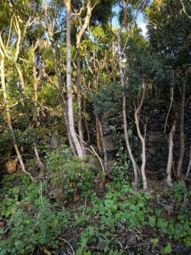 VENDE-SE TERRENO RÚSTICO COM PROJETO DE CONSTRUÇÃO NA CRIAÇÃO VELHA, MADALENA DO PICO