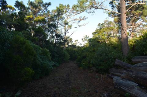 Terreno com Moinho - Oportunidade para Investimento!!!