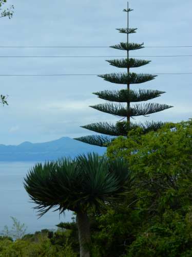 VENDE-SE MORADIA NA RIBEIRA SECA, CALHETA DE SÃO JORGE