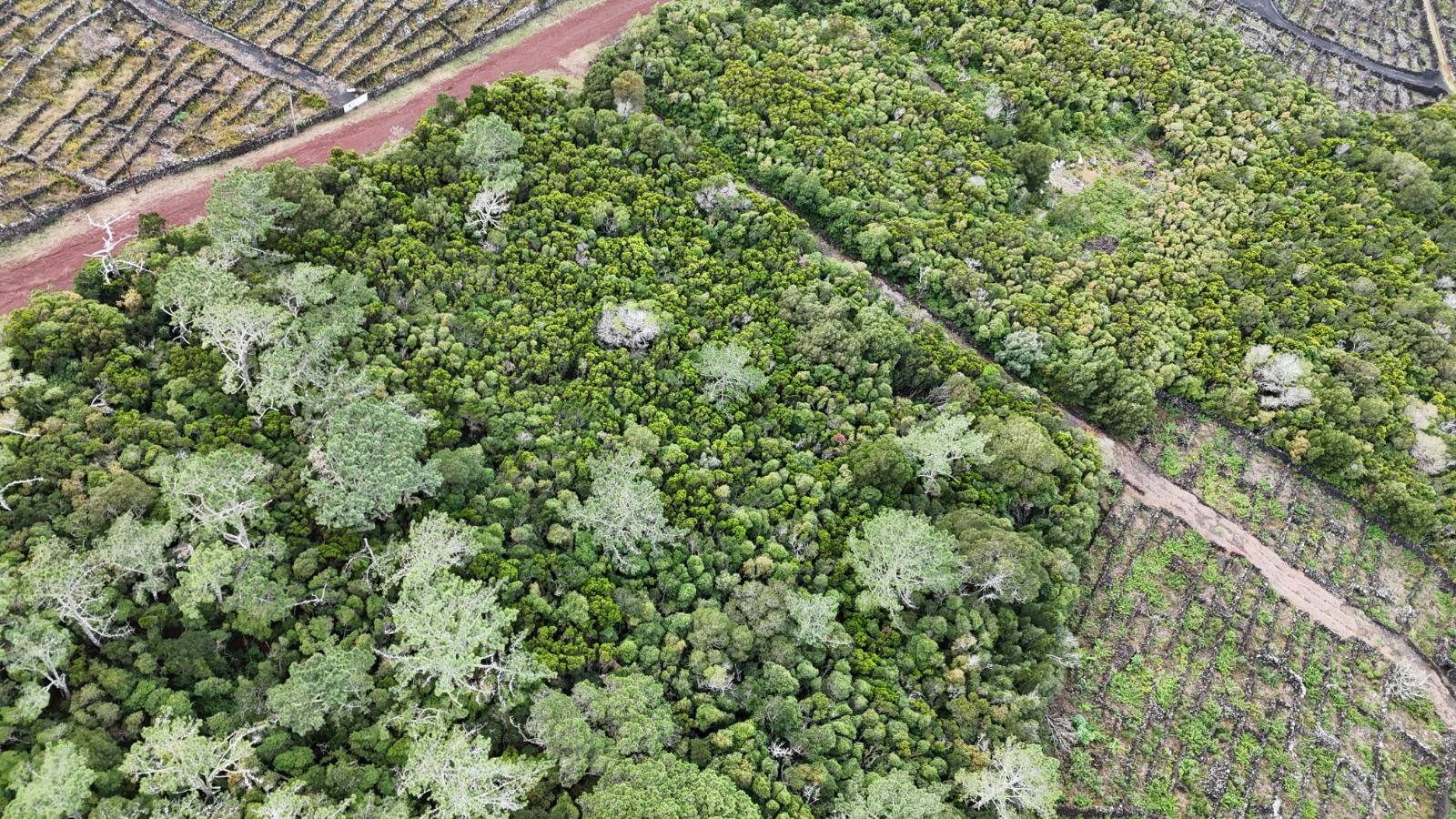 VENDE-SE TERRENO NA MADALENA, MADALENA DO PICO