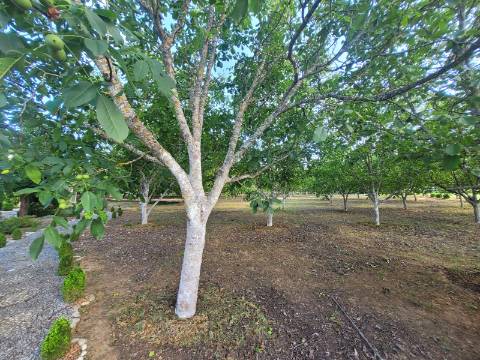 Reservada, Quintinha de 10.000 m2 com Casa em Pedra Reabilitada