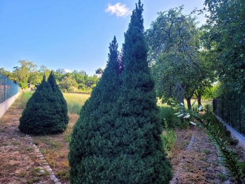 Reservada, Quintinha de 10.000 m2 com Casa em Pedra Reabilitada