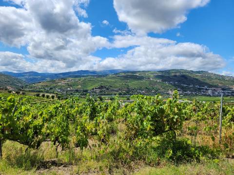 Quinta Vinícola com PIP em Elaboração para Boutique Hotel