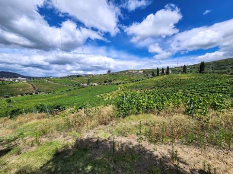 Quinta Vinícola com PIP em Elaboração para Boutique Hotel