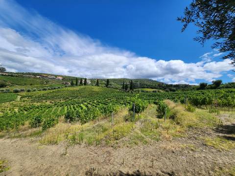 Quinta Vinícola com PIP em Elaboração para Boutique Hotel