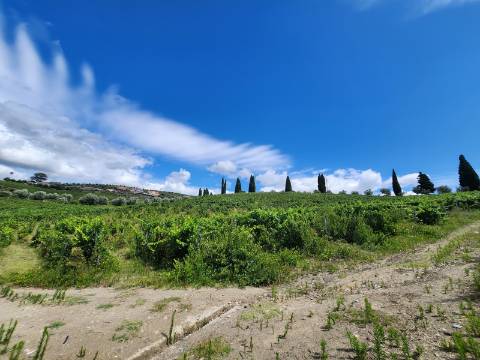 Quinta Vinícola com PIP em Elaboração para Boutique Hotel