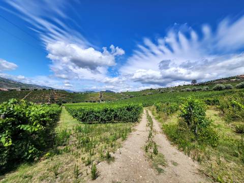 Quinta Vinícola com PIP em Apreciação para Boutique Hotel