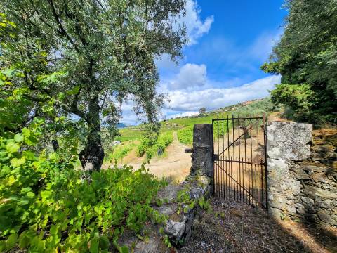 Quinta Vinícola com PIP em Apreciação para Boutique Hotel