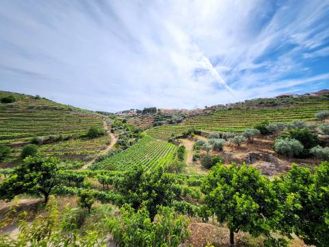 Unidade de Turismo inserida em Quinta de 20 hectares