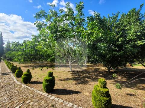 Terreno de 10.000 m2 com Casa em Pedra Reabilitada