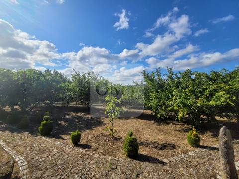 Terreno de 10.000 m2 com Casa em Pedra Reabilitada