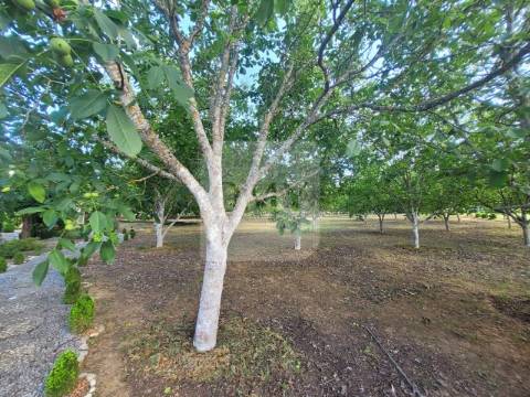 Terreno de 10.000 m2 com Casa em Pedra Reabilitada
