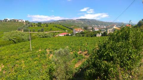 3 Lotes Contíguos para Construção de Moradias a 6 Km do Peso da Régua