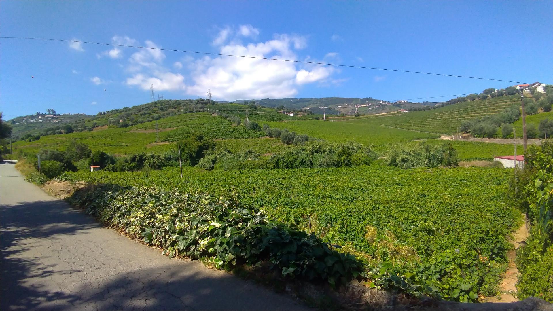 3 Lotes Contíguos para Construção de Moradias a 6 Km do Peso da Régua