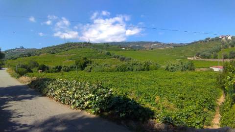 3 Lotes Contíguos para Construção de Moradias a 6 Km do Peso da Régua