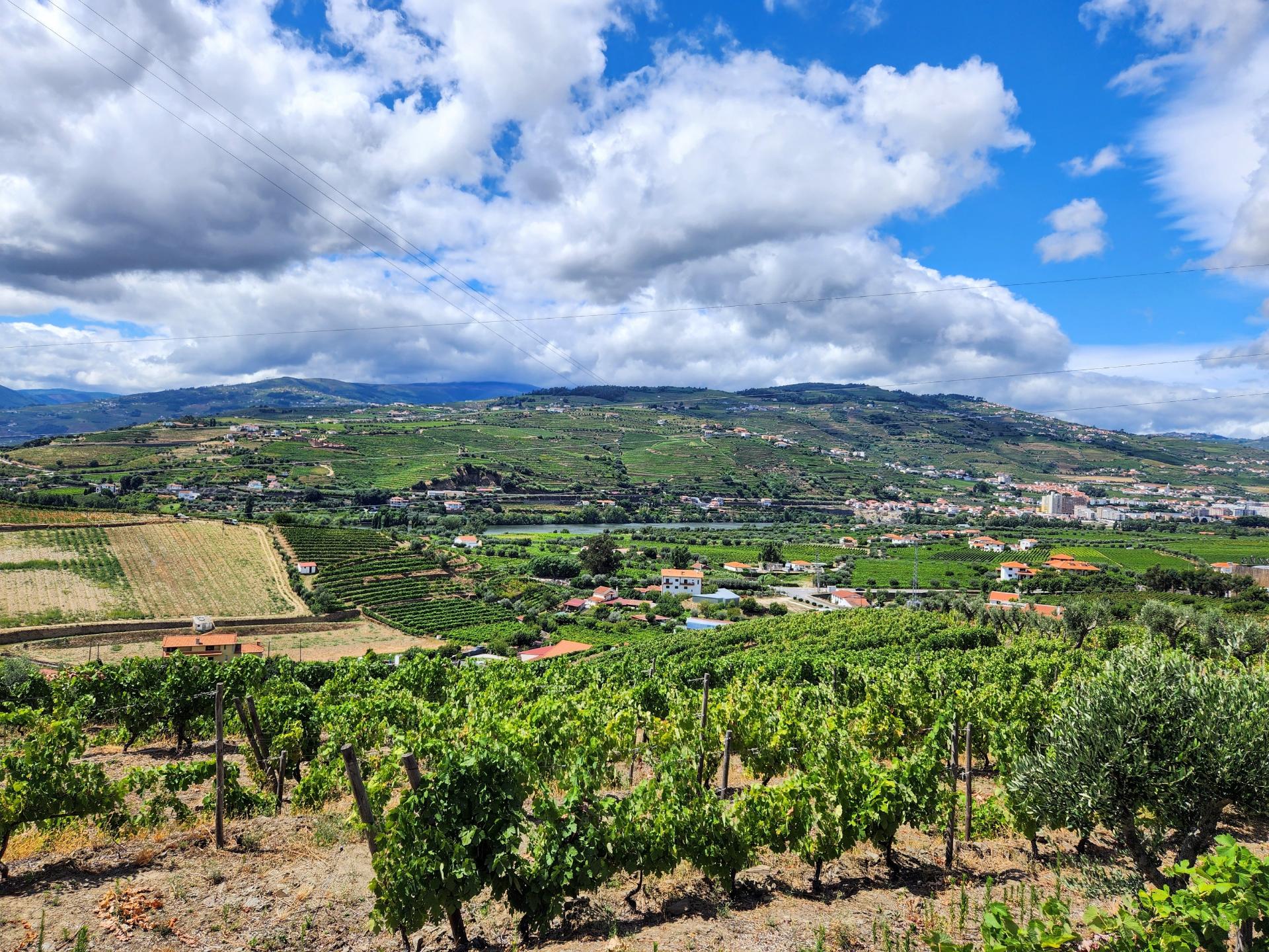 Terreno Vinícola com PIP em Apreciação para Boutique Hotel